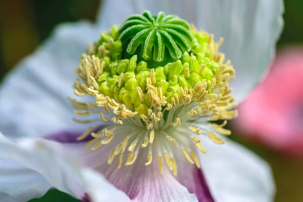 Photographie Une Fleur Pavot Pollen Intérieur Une Capsule Pavot Immature — Photo