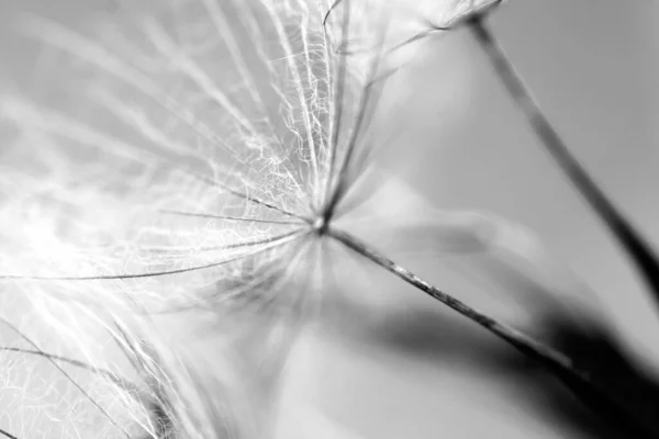 Black White Dandelion Seed Close Blurred Background Airy Fluffy Wallpaper — Photo