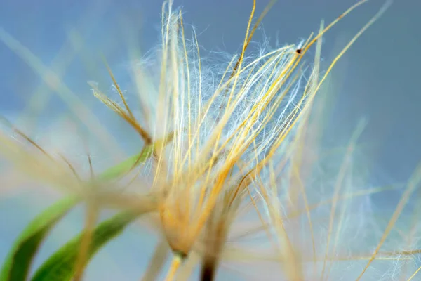 Close Dandelion Seeds Blurred Background Airy Fluffy Wallpaper Fluff Fragments — Stock Fotó
