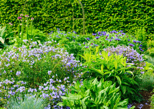 красочные цветы весной, яркие цветы расцветают весной в саду и парке