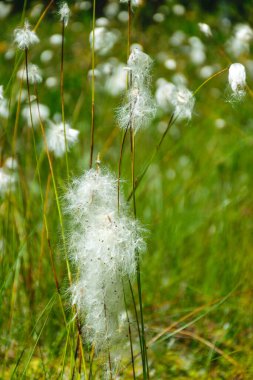 Yumuşak tavşan kuyruklu sazlar, bataklık gölleri, bataklık bitkileri, parlak yeşil renkler, yazın bitkiler.