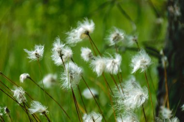 Yumuşak tavşan kuyruklu sazlar, bataklık gölleri, bataklık bitkileri, parlak yeşil renkler, yazın bitkiler.