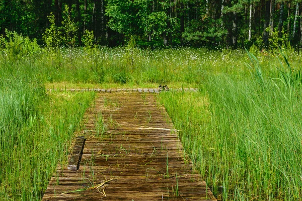 Wooden Footbridges Swampy Lake Shore Marsh Plant Vegetation Lake Bilska — Foto de Stock