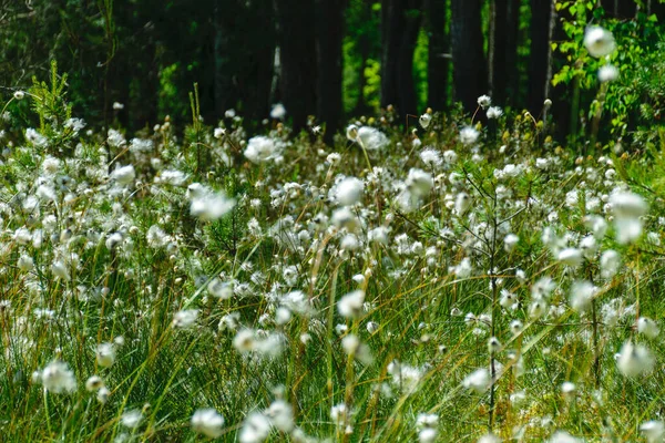 Fluffy Bunny Tail Sedge Marshy Lakeside Marsh Vegetation Bright Green — Stockfoto