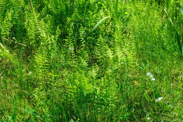 Paesaggio Estivo Con Una Riva Paludosa Del Lago Vegetazione Vegetale — Foto Stock