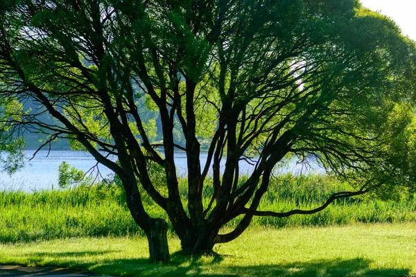 Толстое Дерево Берегу Озера Подсветка Летнее Утро — стоковое фото