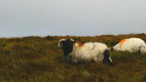 秋の田園風景 美しい山の牧草地で羊の群れを描いた 緑豊かな農村環境で健康な家畜の給餌 恥ずかしがり屋の地形 伝統的なアイルランドの風景 — ストック写真