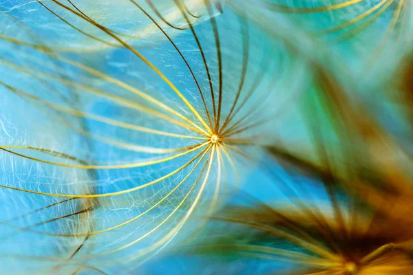 Bulanık arkaplanda karahindiba tohumları, kabarık ve kabarık duvar kağıdı, kabarık tüy parçaları, karahindiba kabarık duvar kağıdı, makro, soyutlama.