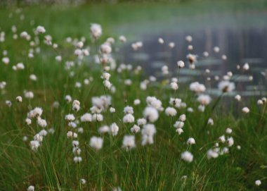 nazik, beyaz bataklık çiçekleri, yeşil arka plan, güneşli yaz sabahı, arka planda sis, bataklık gölü kıyısı, Eriophorum vajinatum