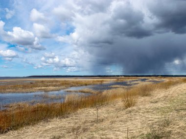 Sel basmış göl kıyısı, geçen seneki sazlıklar ve çalılarla kaplanmış, kuş göçü, güzel kümülüs bulutları, Silzemnieki çayırları, Burtnieki, Letonya