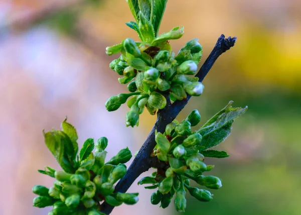 Premiers Bourgeons Printaniers Cerisier Fond Flou Printemps Dans Jardin Dans — Photo