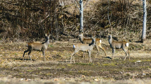 Krajobraz Białogonowym Stadem Jelenia Polu Wiosenny Poranek — Zdjęcie stockowe