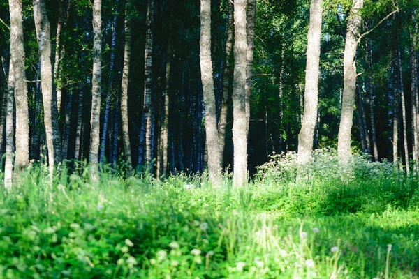 Birch Grove Morning Sunlight Summer Landscape — Stock Photo, Image