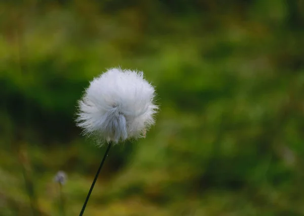 Απαλό Λευκό Λουλούδι Του Βάλτου Close Πράσινο Φόντο Ηλιόλουστο Πρωινό — Φωτογραφία Αρχείου