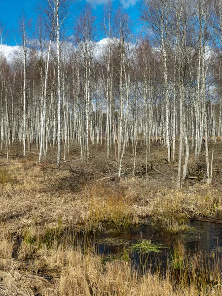 withered birch trunks in swampy water, sunny spring landscape with flooded meadow