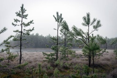 Sis manzarası, bataklık gölünün yanındaki ilk don, sislerin arkasındaki ağaç siluetleri, su yüzeyindeki suyun sakin yansıması, sisli ufuklar, kış