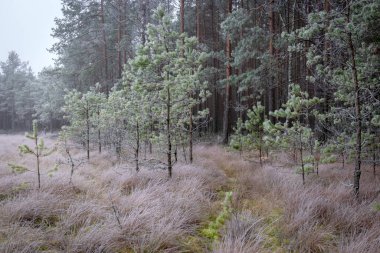 Bataklık gölünün yanındaki ilk buzla kaplı sis manzarası, öndeki salonda dondurulmuş, ufuk sisle bulanıklaştı, kış