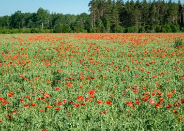 Kırmızı gelincik tarlası, duvar kağıdı, gelincik çiçeği arka planlı güneşli yaz manzarası