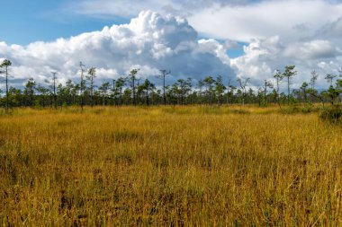 Sonbaharda parlak kırmızı çimenler ve çalılarla kaplı çok güzel bir bataklık gölü. Sonbaharda doğanın muhteşem renkleri.