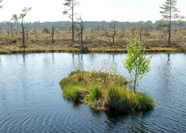 Mavi gökyüzü ve suyla güzel bataklık manzarası, geleneksel bataklık bitkileri, yosunlar ve ağaçlar, yazın bataklık.
