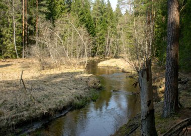 İlkbaharın başlarında küçük, vahşi bir nehir, çıplak ağaçlar, sudaki yansımalar, nehir kıyısındaki kuru çimenler, Stikupe, Vaidava, Letonya