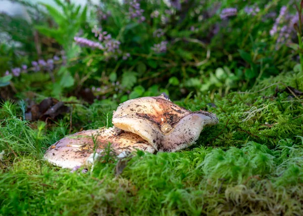 美丽多彩的照片 与蘑菇特写 传统的森林植被 秋天的森林 蘑菇收集供食用 — 图库照片