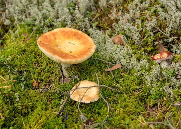Naturlig Skog Bakgrund Vilda Svampar Skogen Traditionell Skog Bakgrund Med — Stockfoto