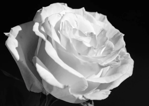 beautiful, simple black and white rose flower, close-up view of the flower on a dark background, black and white photography
