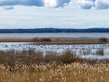 Sel basmış göl kıyısı, geçen seneki sazlıklar ve çalılarla kaplanmış, kuş göçü, güzel kümülüs bulutları, Silzemnieki çayırları, Burtnieki, Letonya