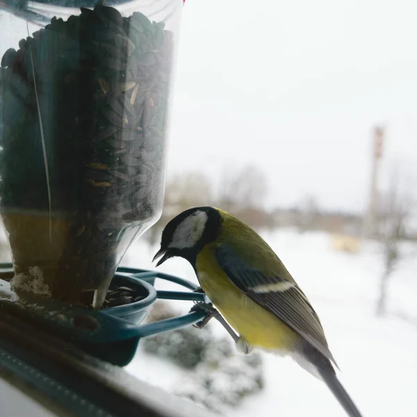 Bird eats sunflower seeds, feeds by the window, helps birds find food in winter, photographed through the window glass, blurred image