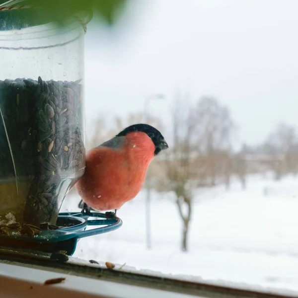 Bird eats sunflower seeds, feeds by the window, helps birds find food in winter, photographed through the window glass, blurred image