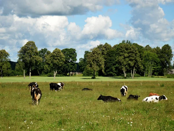 cow herd in the meadow eats grass, a typical rural landscape with a cow. beautiful white clouds and green grass