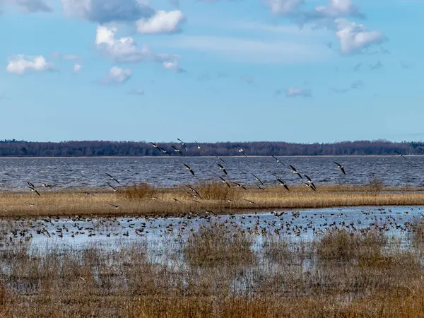Zalewany Brzeg Jeziora Porośnięty Zeszłorocznymi Trzcinami Krzewami Migracja Ptaków Piękne — Zdjęcie stockowe