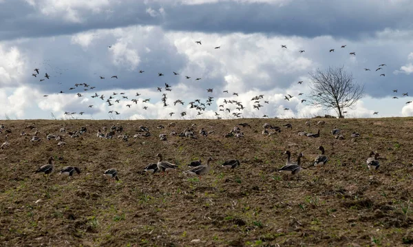 Krajobraz Ptakami Latającymi Tle Pola Migracja Ptaków — Zdjęcie stockowe