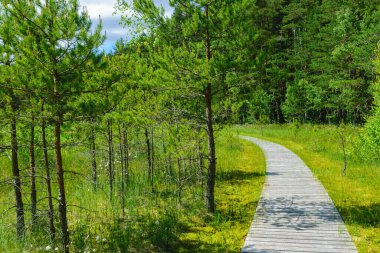 Tahta köprüler, bataklık göl kıyıları, bataklık bitki örtüsü, Bilska Gölü, Smiltenes ilçesi, Letonya