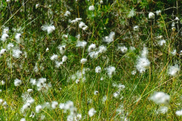 Summer Landscape Swampy Lake Shore Plant Vegetation Characteristic Swamp Bright — Stockfoto