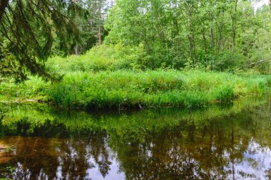 summer landscape with sandstone rock outcrop on the bank of a small wild river, tree-lined river bank, summer time