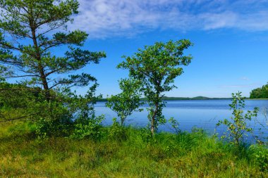 bog pines, bog vegetation, moss, grass, various bog plants, bog in summer
