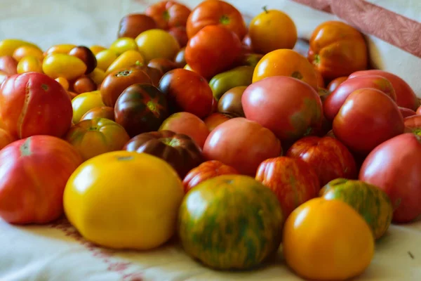 Photo Beautiful Tomatoes Table Healthy Diet Autumn Harvest Tomatoes Different — Stockfoto