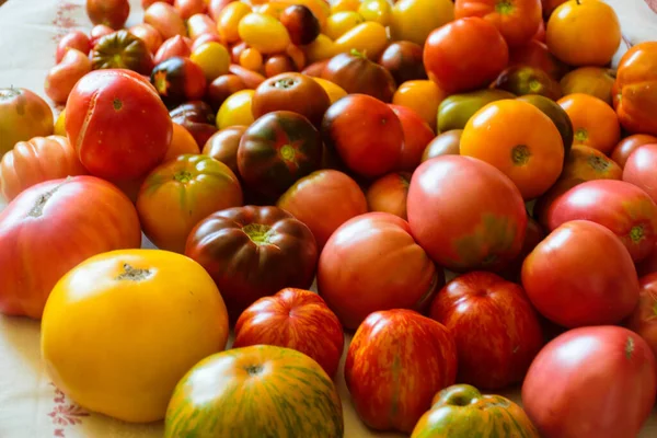 Photo Beautiful Tomatoes Table Healthy Diet Autumn Harvest Tomatoes Different — Fotografia de Stock