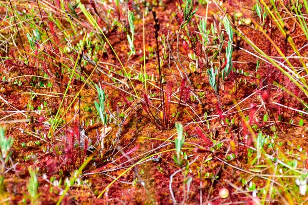 Marsh Vegetation Moss Grass Various Marsh Plants Close View Suitable — Photo