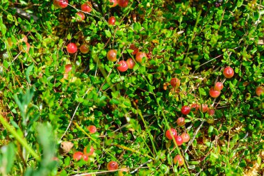 marsh vegetation, moss, grass, various marsh plants, close-up view, suitable for background