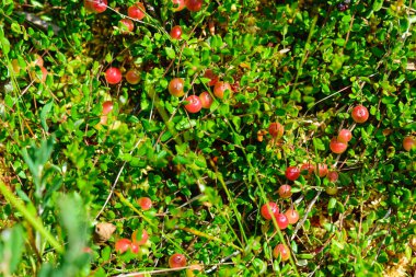 marsh vegetation, moss, grass, various marsh plants, close-up view, suitable for background