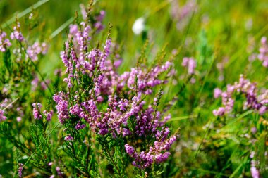 marsh vegetation, moss, grass, various marsh plants, close-up view, suitable for background