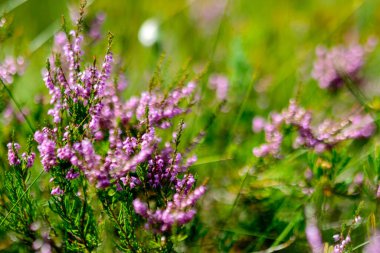 marsh vegetation, moss, grass, various marsh plants, close-up view, suitable for background
