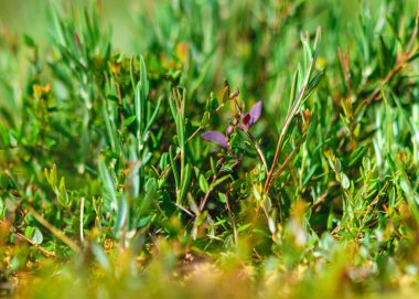 marsh vegetation, moss, grass, various marsh plants, close-up view, suitable for background