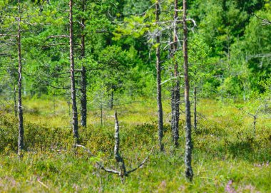 bog pines, bog vegetation, moss, grass, various bog plants, bog in summer