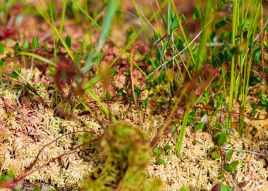 marsh vegetation, moss, grass, various marsh plants, close-up view, suitable for background
