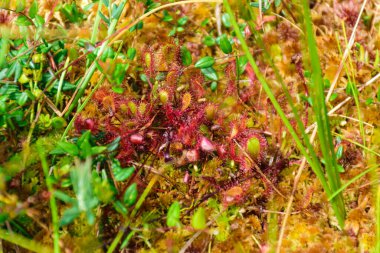 marsh vegetation, moss, grass, various marsh plants, close-up view, suitable for background