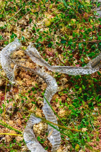 Bog Vegetation Moss Grass Various Bog Plants Old Snake Skin — Stockfoto